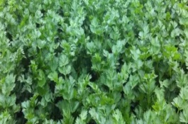兒菜的生長的溫度，適宜的生長溫度為8-15℃