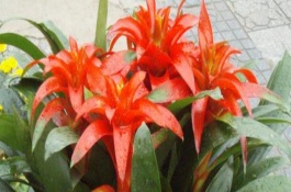 鴻運當(dāng)頭夏天養(yǎng)護(hù)方法，可以對植株進(jìn)行修剪