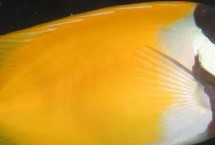 形態(tài)特征，是比較常見的觀賞魚種