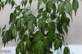 幸福樹葉子發(fā)黃的原因，可能是由于澆水過量導致的