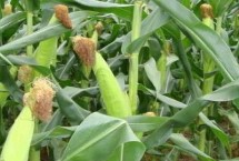 大澤901玉米栽培技術(shù)要點(diǎn)，中抗莖腐病