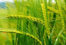 唐科299小麥栽培技術(shù)要點(diǎn)，適宜播期為10月5日～20日