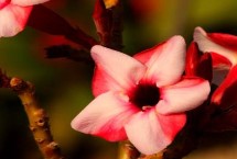 沙漠玫瑰的養(yǎng)護(hù)要點(diǎn)，一般是澆水過(guò)多、溫度過(guò)低、通風(fēng)不良等因素所導(dǎo)致