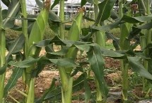 東農(nóng)281玉米栽培技術(shù)要點(diǎn)，種植密度不宜過大