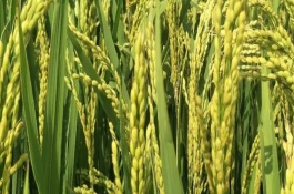 新兩優(yōu)6380水稻品種基本信息，一般5月上旬播種