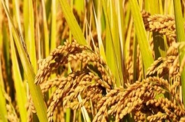 新稻58號水稻栽培技術(shù)要點，播種量每平方米300克