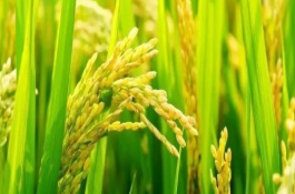 Y兩優(yōu)6號水稻種子介紹，中抗紋枯病病指36