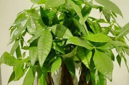 發(fā)財(cái)樹需要陽(yáng)光嗎，喜濕但不耐勞