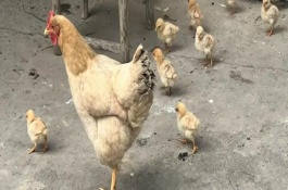老母雞有雞冠子嗎，母雞的雞冠非常大不正常