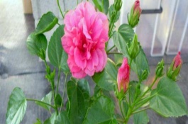 芙蓉花葉子發(fā)白的原因，可能是土壤不適或光照不足等