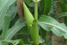 廣良甜402玉米栽培技術(shù)要點，春植生育期73天