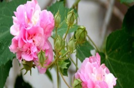 芙蓉花根部斷了還能活嗎，盆栽芙蓉花會(huì)干枯死亡