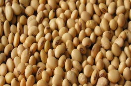 浙鮮84大豆栽培技術(shù)要點(diǎn)，鮮食夏大豆品種