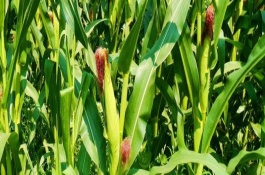 平安54玉米栽培技術(shù)要點(diǎn)，平安54玉米種子介紹