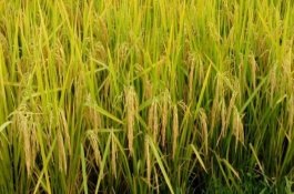 隆優(yōu)4456水稻栽培技術(shù)要點，全生育期117.1天
