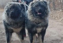 高加索犬和藏獒誰更厲害，高加索犬的體型更大但藏獒更兇猛