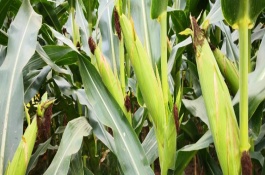 渝糯18玉米栽培技術(shù)要點(diǎn)，畝植密度3200-3500株