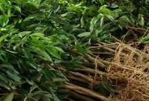 桂早荔荔枝苗哪里有賣，建議實地購買