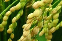 爽兩優(yōu)美占水稻栽培技術(shù)要點(diǎn)，全生育期133.7天