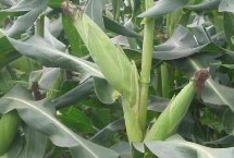 黃錦185玉米栽培技術(shù)要點(diǎn)，適宜播種期4月下旬至5月上旬