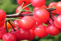 超過(guò)30克的大櫻桃品種，早紅珠櫻桃一般更為優(yōu)質(zhì)