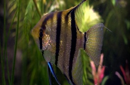 花天使魚好不好養(yǎng)，飼養(yǎng)難度一般