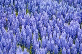 紫色風(fēng)信子的寓意，寓意永恒愛情、嫉妒、歉意等