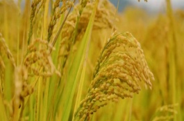 培兩優(yōu)2859水稻品種說明，培兩優(yōu)2859水稻種子簡介