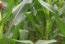 弘糧6號玉米栽培技術(shù)要點，中抗灰斑病