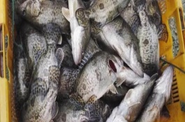 桂魚(yú)在家怎么養(yǎng)，主要以動(dòng)物性食物為主