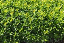 冬青發(fā)芽后怎么養(yǎng)殖，北方通?？梢栽?-4月播種