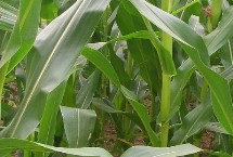 正大637玉米栽培技術(shù)要點(diǎn)，春播平均全生育期119.4天