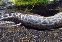非洲肺魚(yú)可以在土里活多久，通常指原鰭魚(yú)、也叫鈍吻肺魚(yú)