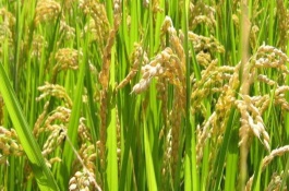 瀘優(yōu)069水稻栽培技術(shù)要點(diǎn)，播種期安排在4月下旬為宜
