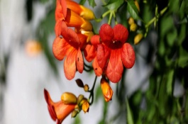 凌霄花如何養(yǎng)殖，需控制澆水量并做好防寒措施