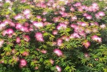 合歡花的開放時間，合歡花是喬木、含羞草是草本植物或亞灌木