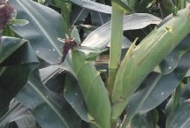 德白糯1號玉米栽培技術(shù)要點(diǎn)，在中上等肥力地塊種植