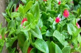牡丹吊蘭適合幾月扦插，是同一種植物