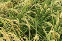 黃美占水稻栽培技術(shù)要點(diǎn)，綜合防治病蟲害