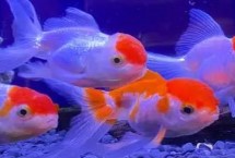 蘭壽魚的養(yǎng)殖注意事項，要定期換水