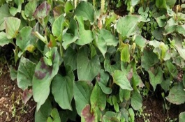 魚(yú)腥草的外觀，按照20厘米的間距定植根莖