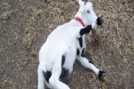 飼養(yǎng)小羊羔的注意事項(xiàng)，及時將病羊轉(zhuǎn)移至安靜的環(huán)境中進(jìn)行管理