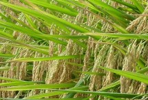 滇禾優(yōu)918水稻栽培技術(shù)要點(diǎn)，綜合防治病蟲害