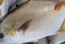 金鯧魚和鯧魚有什么區(qū)別，不是同一種魚