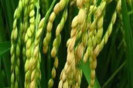 揚(yáng)粳糯778水稻品種基本信息，大田用種量每畝3~4公斤