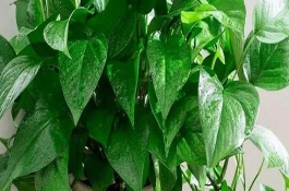 綠蘿能否放在臥室中，寓意堅韌和善良
