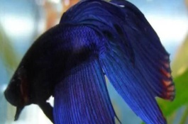 馬尾斗魚(yú)的繁殖方法，公魚(yú)的魚(yú)鰭較大且長(zhǎng)、母魚(yú)的魚(yú)鰭較短小