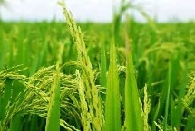 天隆粳5號水稻栽培技術(shù)要點(diǎn)，常規(guī)粳稻品種