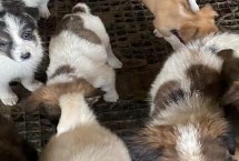犬肉毒梭菌毒素中毒治療方式，多見于夏季