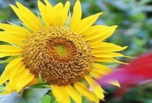 太陽(yáng)花何時(shí)采收，是互贈(zèng)好友的花卉